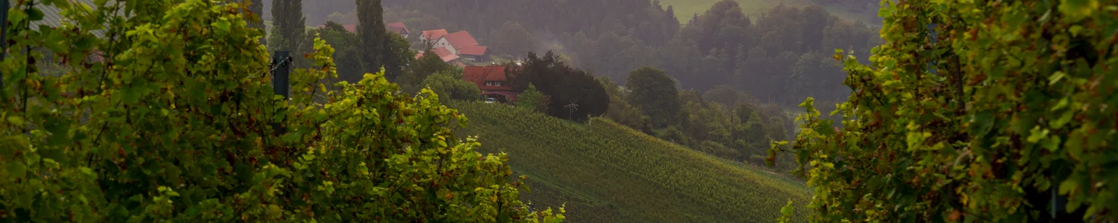 Rebhänge und Höfe in der Südsteiermark bei Sonnenaufgang